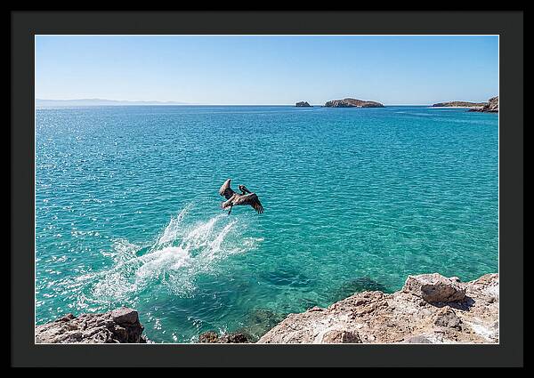 Brown Pelican Diving