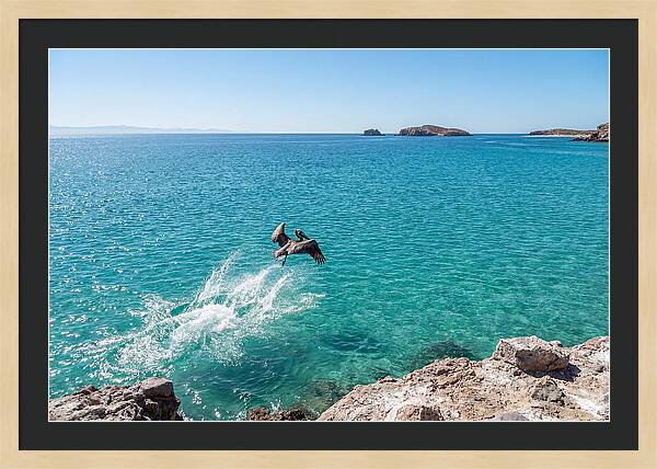 Brown Pelican Diving