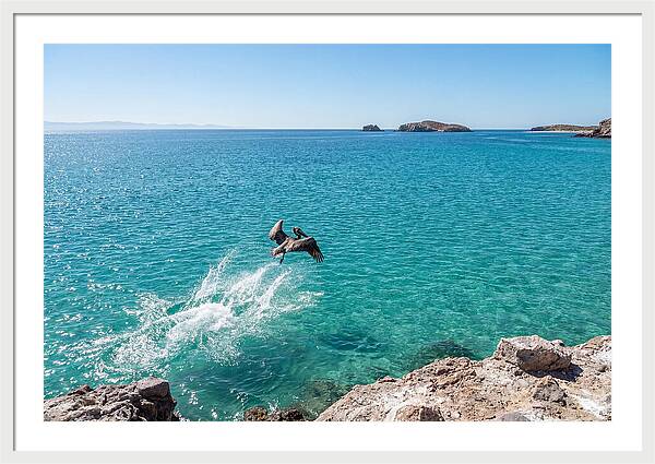 Brown Pelican Diving
