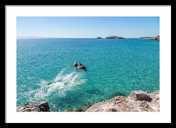 Brown Pelican Diving