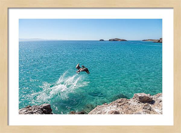 Brown Pelican Diving