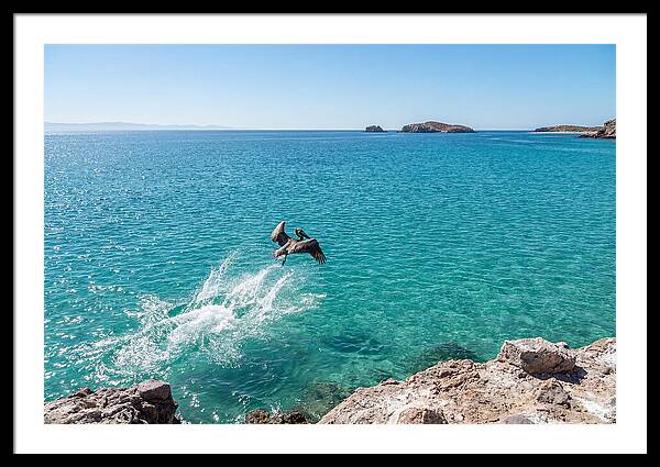 Brown Pelican Diving