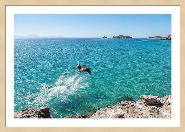 Brown Pelican Diving