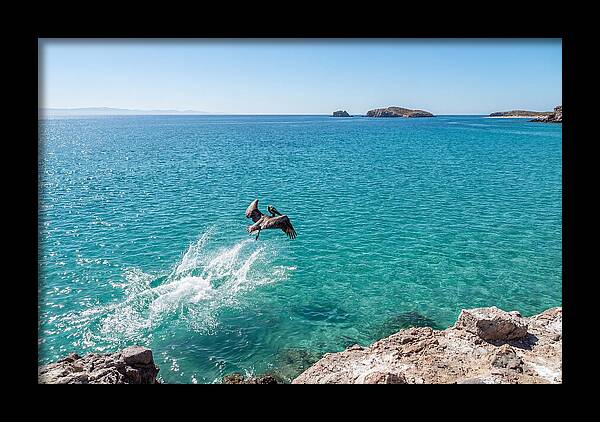 Brown Pelican Diving