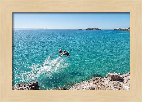Brown Pelican Diving
