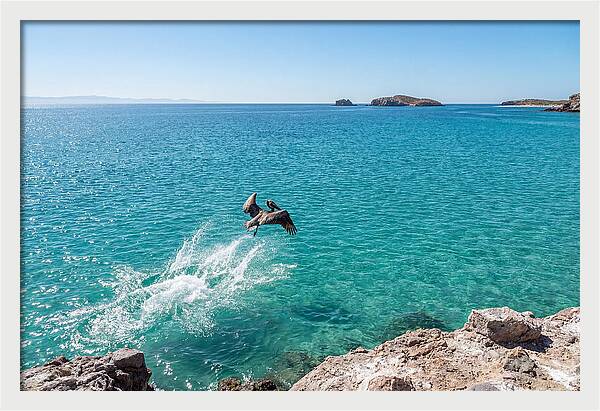 Brown Pelican Diving