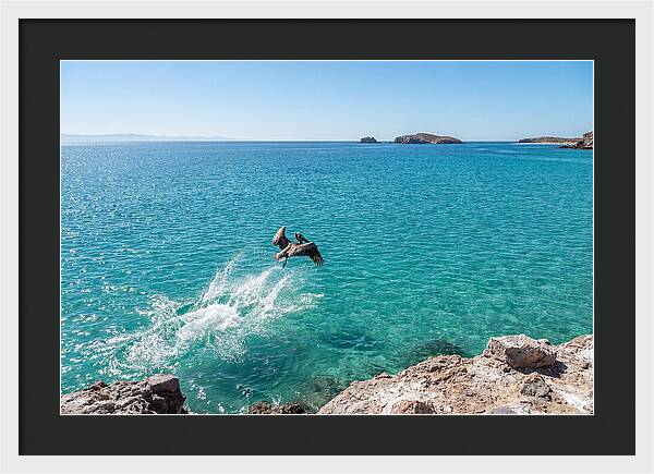 Brown Pelican Diving