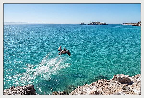 Brown Pelican Diving