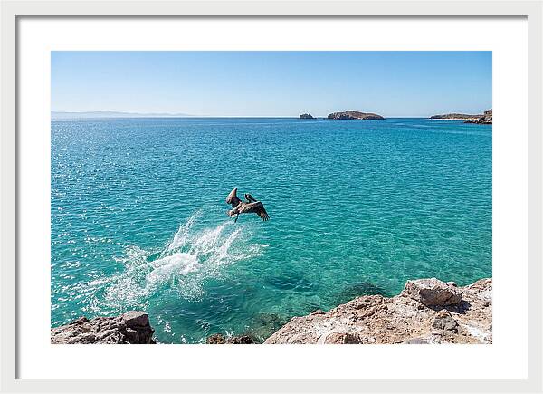 Brown Pelican Diving