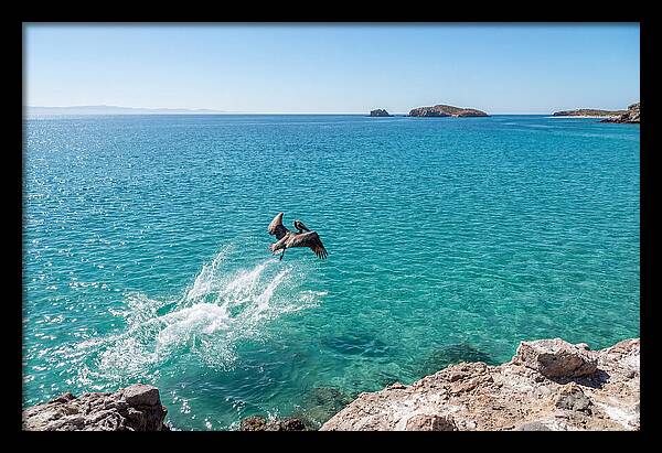 Brown Pelican Diving