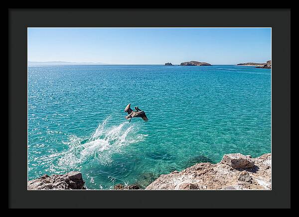 Brown Pelican Diving