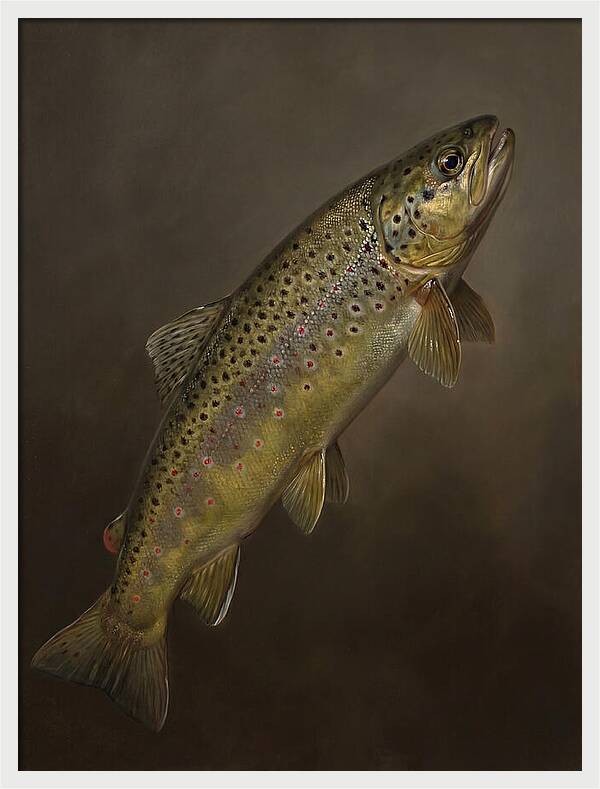 Brown Trout Realism