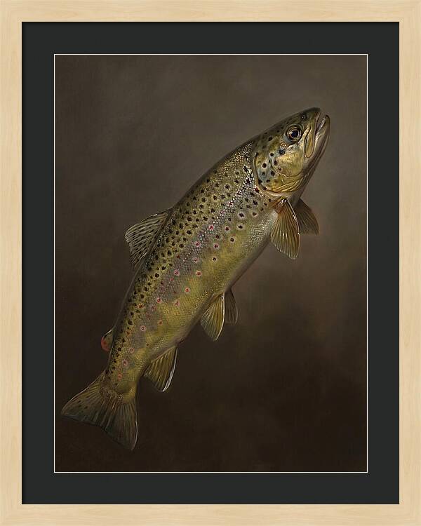 Brown Trout Realism