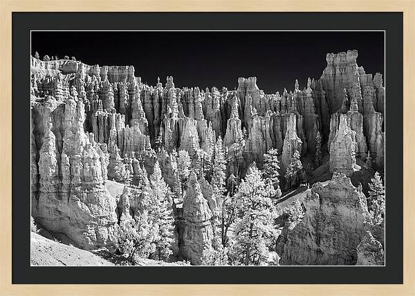 Bryce Canyon Hoodoos At Sunrise