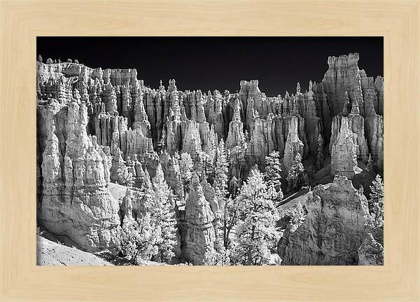 Bryce Canyon Hoodoos At Sunrise