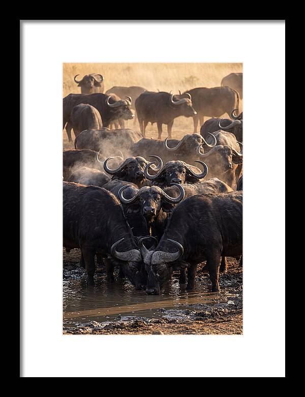 Buffalo Gathering At The Waterhole