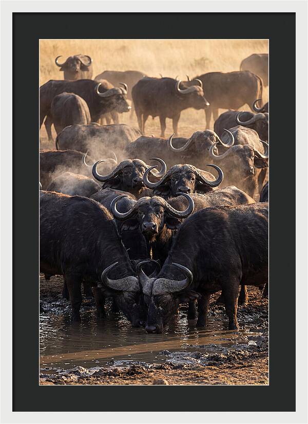 Buffalo Gathering At The Waterhole