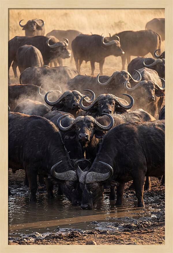 Buffalo Gathering At The Waterhole