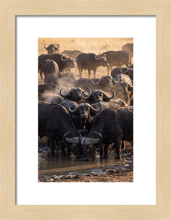 Buffalo Gathering At The Waterhole