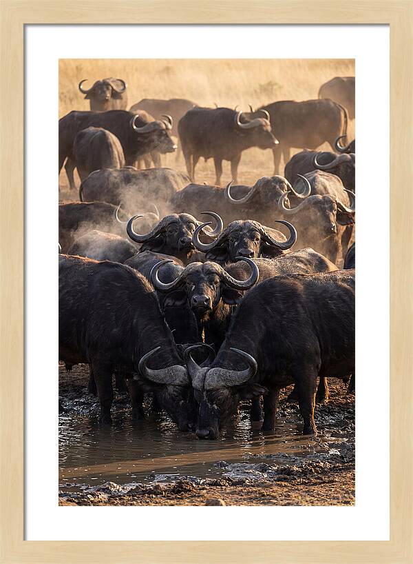Buffalo Gathering At The Waterhole