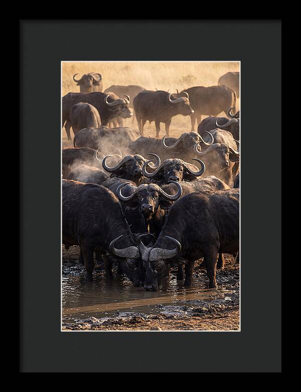 Buffalo Gathering At The Waterhole