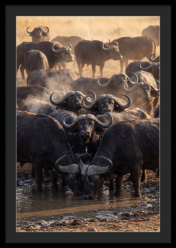 Buffalo Gathering At The Waterhole