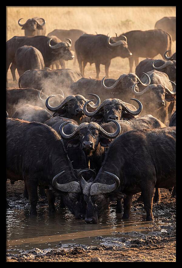 Buffalo Gathering At The Waterhole