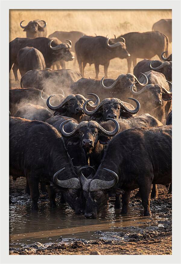 Buffalo Gathering At The Waterhole