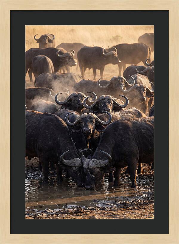 Buffalo Gathering At The Waterhole
