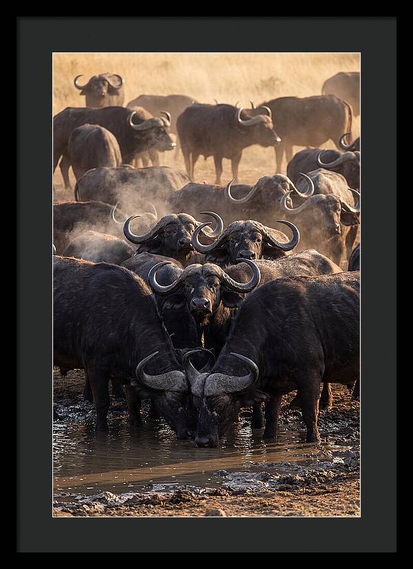 Buffalo Gathering At The Waterhole