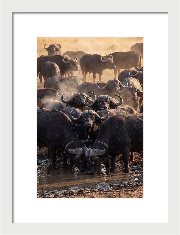 Buffalo Gathering At The Waterhole