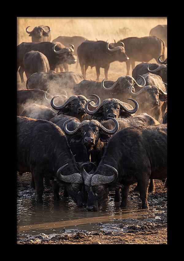 Buffalo Gathering At The Waterhole