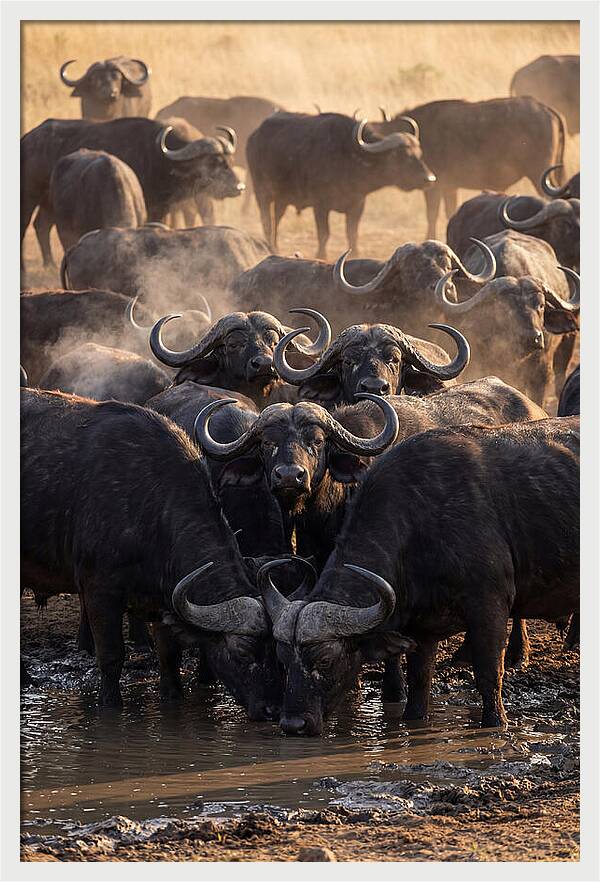 Buffalo Gathering At The Waterhole