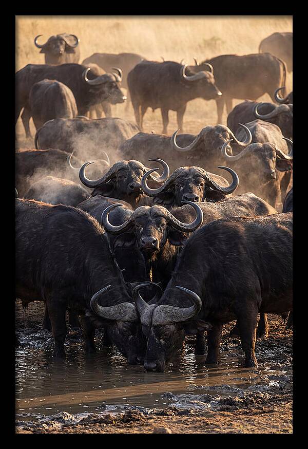 Buffalo Gathering At The Waterhole