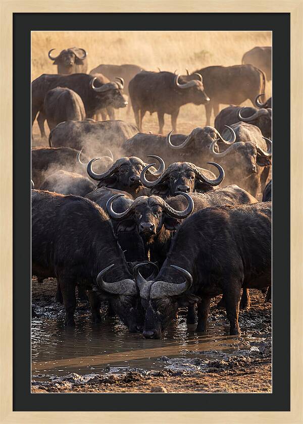 Buffalo Gathering At The Waterhole