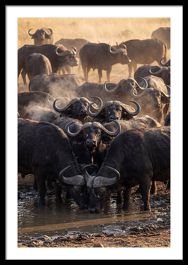 Buffalo Gathering At The Waterhole