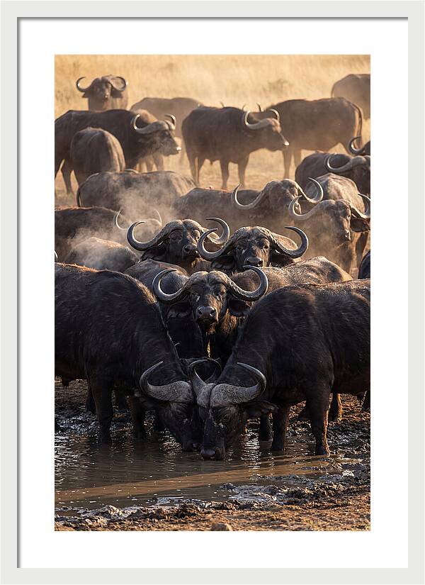 Buffalo Gathering At The Waterhole