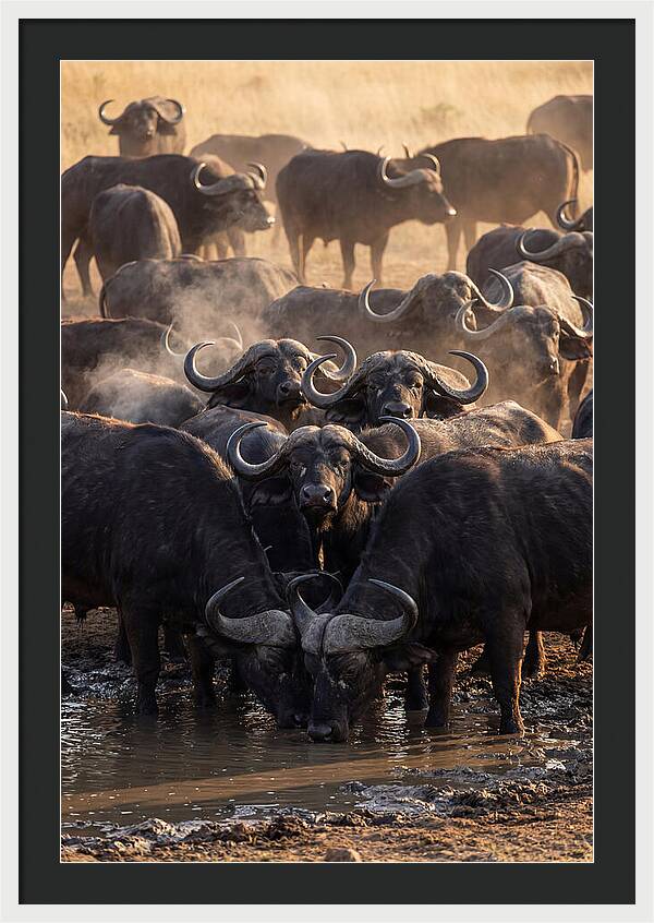 Buffalo Gathering At The Waterhole