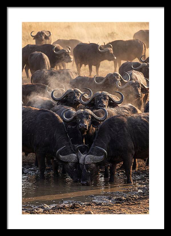 Buffalo Gathering At The Waterhole