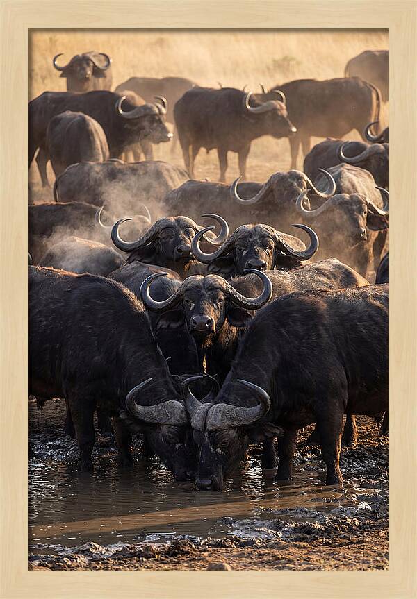 Buffalo Gathering At The Waterhole