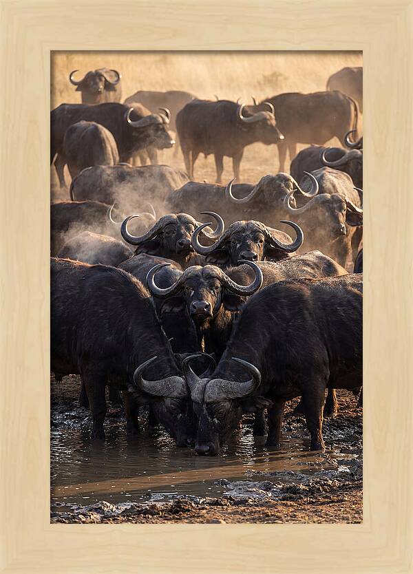 Buffalo Gathering At The Waterhole