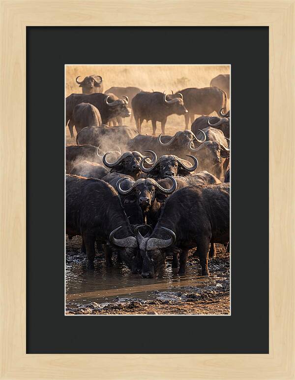 Buffalo Gathering At The Waterhole