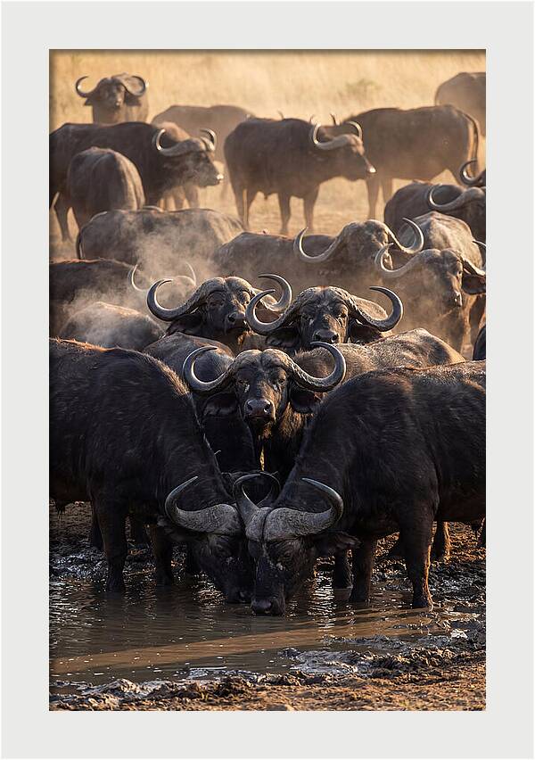 Buffalo Gathering At The Waterhole