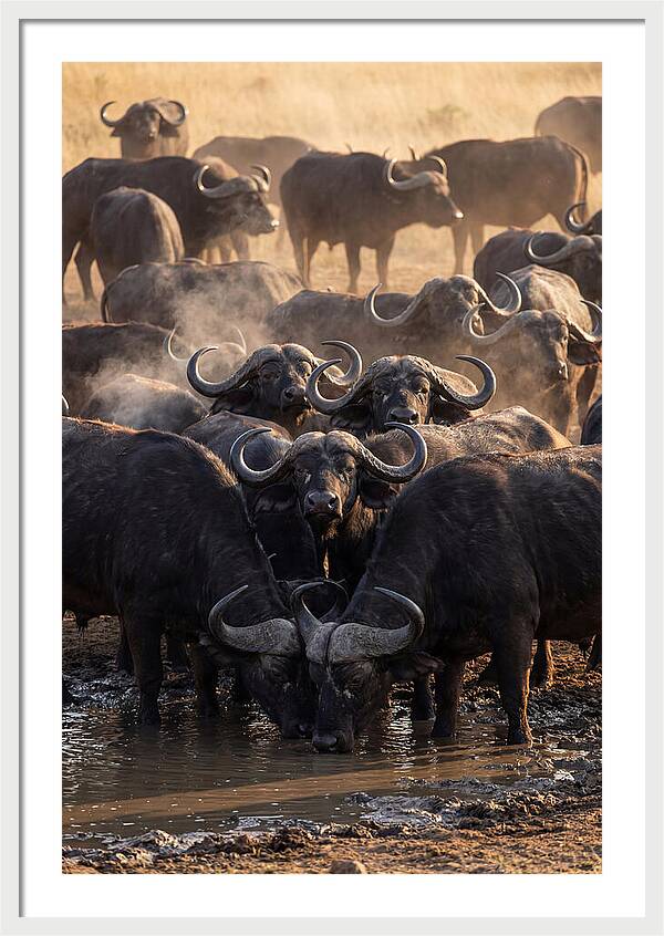Buffalo Gathering At The Waterhole