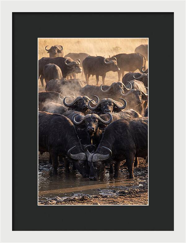 Buffalo Gathering At The Waterhole