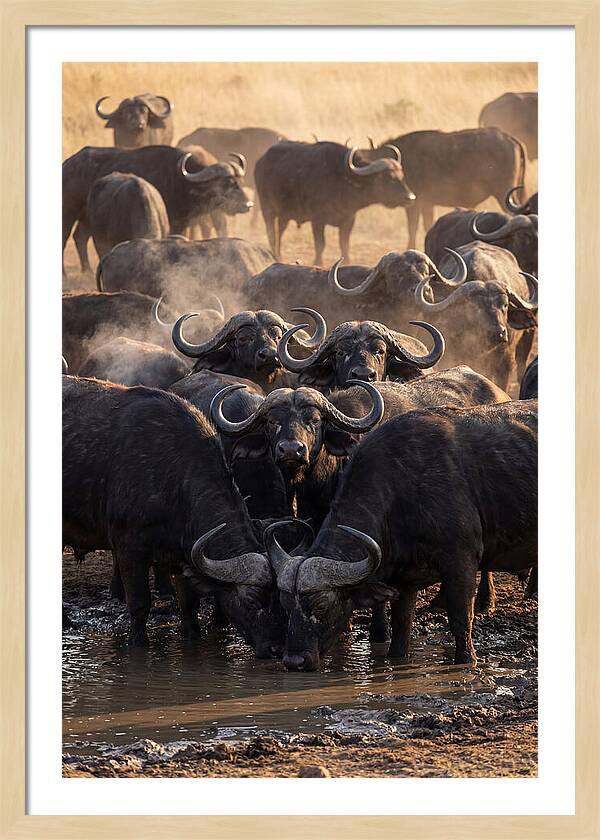 Buffalo Gathering At The Waterhole