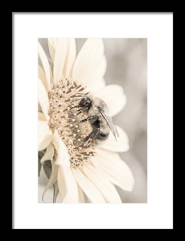 Bumble Bee Collecting Pollen