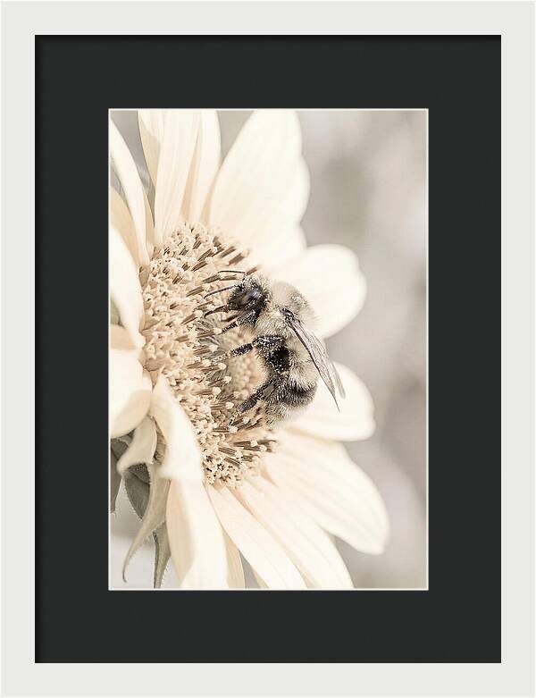 Bumble Bee Collecting Pollen