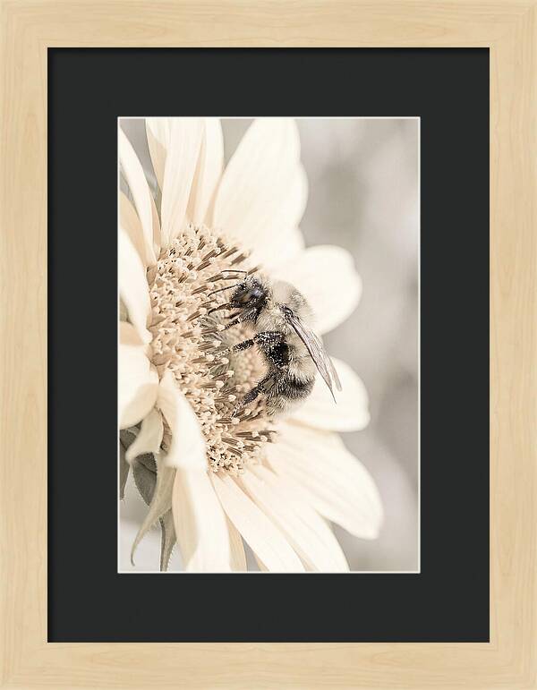 Bumble Bee Collecting Pollen