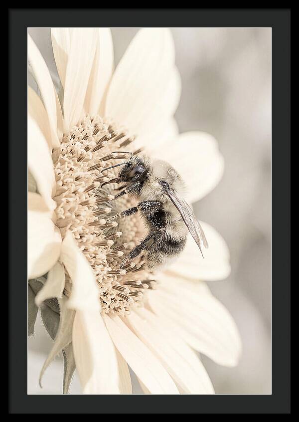Bumble Bee Collecting Pollen